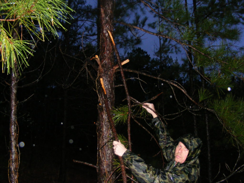 Sasquatch tree marking